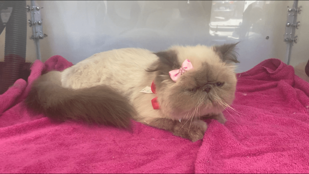 Mobile Cat Grooming. Luxury Austin Pawz. Comb Cut by Madame Moxie.
888-4la-pawz, 8884lapawz, best cat groomer near me, Cat claw trimming service, cat groomer, cat groomer austin, cat groomer near me, cat groomers, cat groomers near me, cat grooming, cat grooming Austin, cat grooming near me, cat grooming services, cat haircuts, la pawz, LAPawzLLC, luxury austin pawz, LUXURY AUSTIN PAWZ, Certified Mobile Cat Groomers, mobile cat groomer, mobile cat groomer near me, mobile cat groomers near me, mobile cat grooming, mobile cat grooming Austin, mobile cat grooming near me, mobile groomers near me, pawz, Carolyn's Mobile Cat Grooming, Carolyn's Cat Grooming, Aussie Pet Mobile ATX, Aussie Pet Mobile, Mobile Cat Grooming in Austin, Buda, Cedar Park, Driftwood, Dripping Springs, Kyle, Lago Vista, Leander, Manchaca, Mc Neil, San Marcos, Spicewood, Wimberley